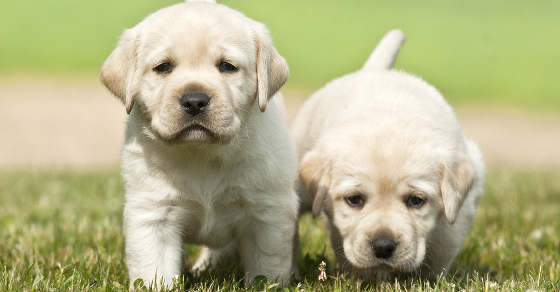 40 days labrador puppies