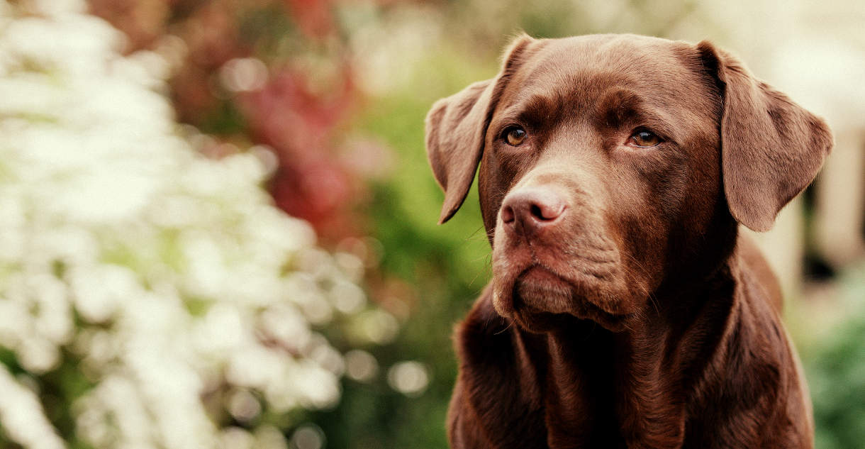 Labradors In Heat Managing Your Bitch During Her Season
