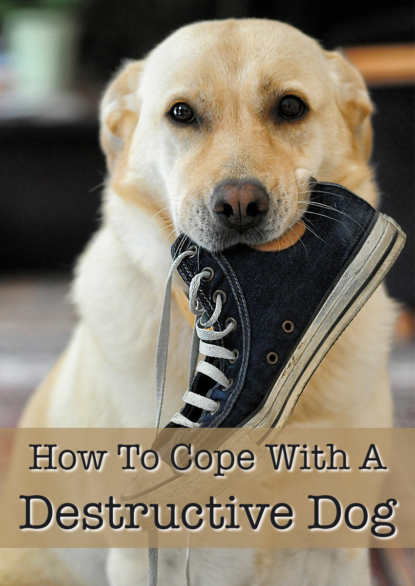 Find out how to cope with a destructive dog - tips and help