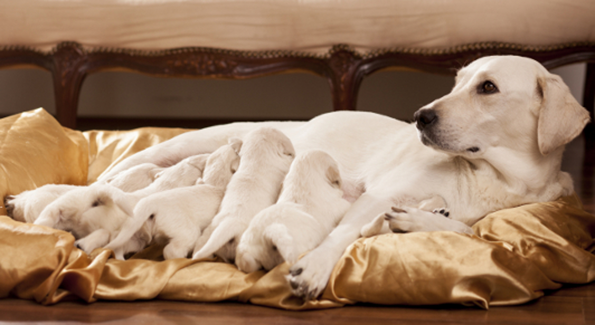 Milk for labrador clearance puppy