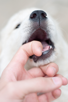 puppies biting hard