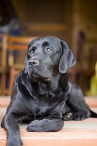 Offering your labrador at stud