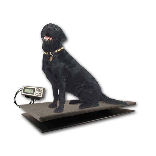 How Much Should My Labrador Weigh?