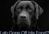 A dog not eating can be very worrying. In this article we look at the possible reasons why and what you can do to help him.