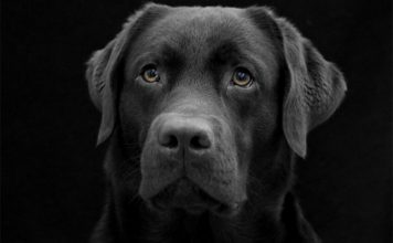 A dog not eating can be very worrying. In this article we look at the possible reasons why and what you can do to help him.
