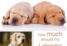 How Much Dog Food Should A Lab Eat How Much Dog Food Should A Lab Eat