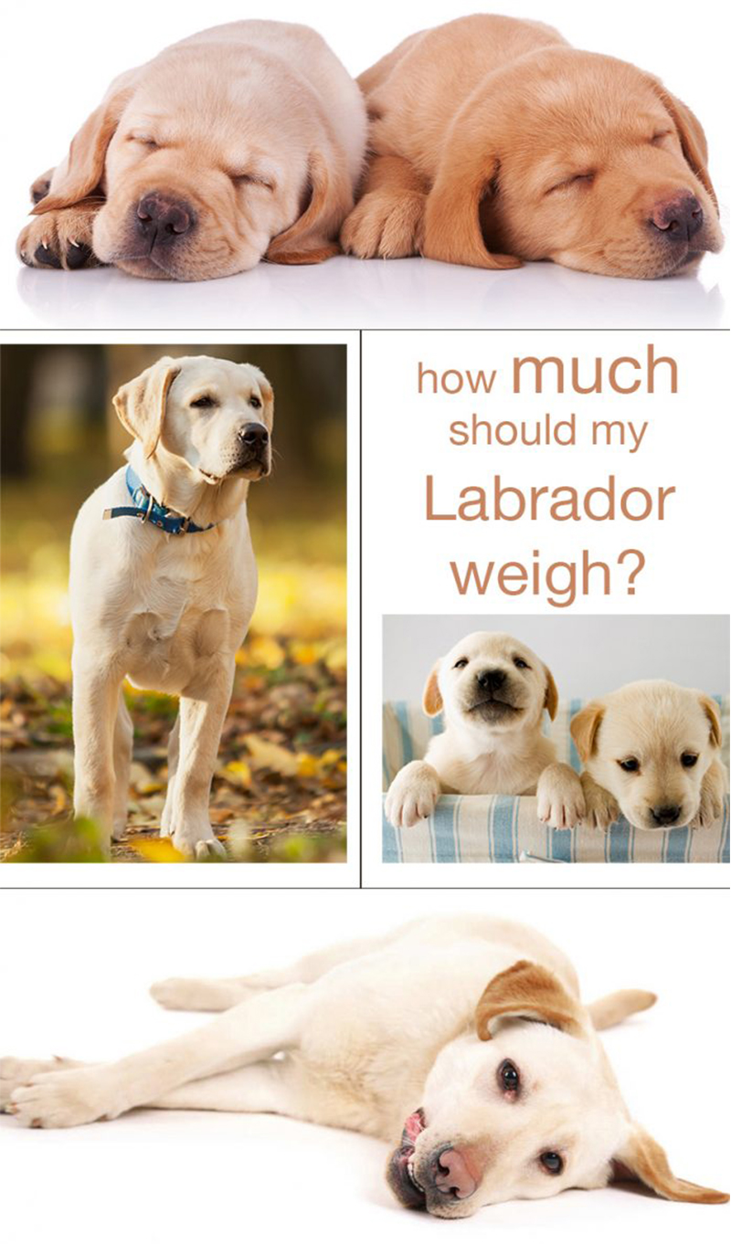 English Labrador Weight Chart By Age