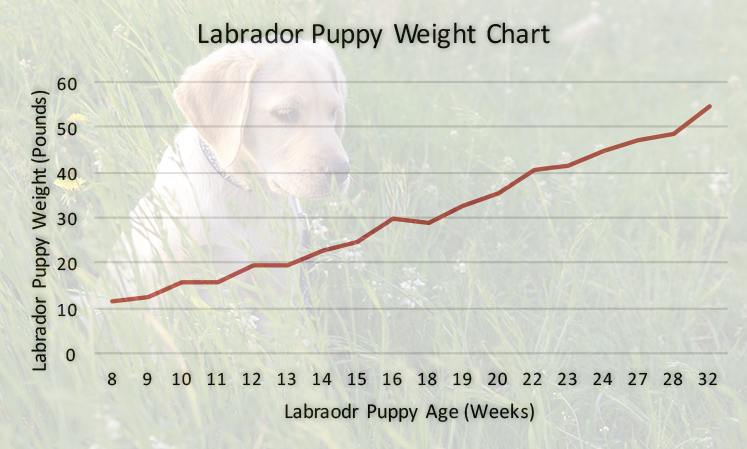 Labrador weight chart