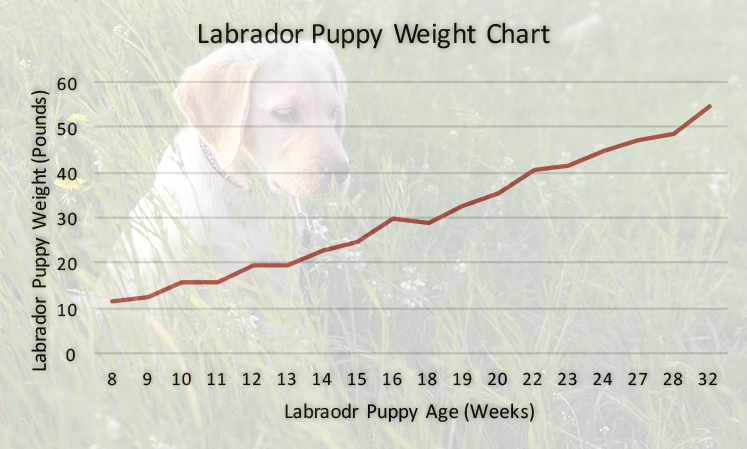 Dog Years Chart Weight