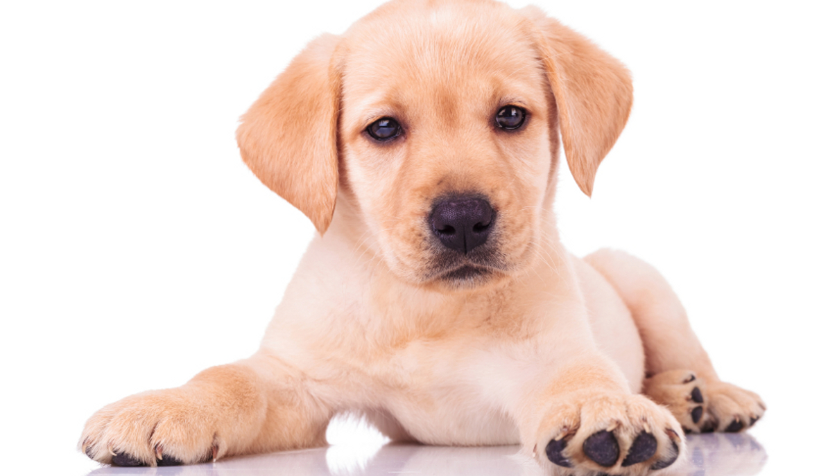 Labrador Puppy Feeding FAQ - The Labrador Site