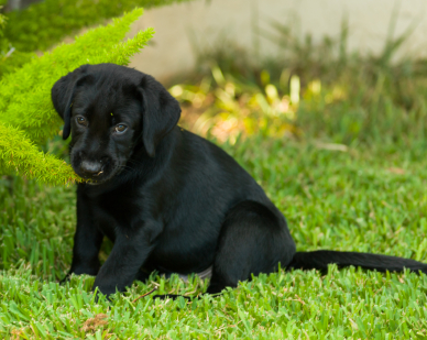 10 week old black lab puppy