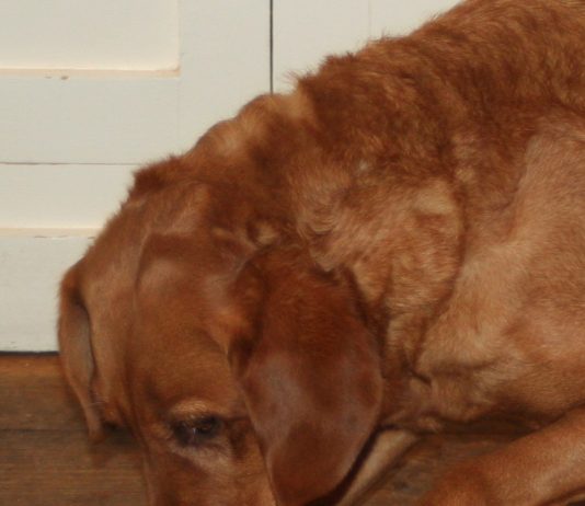 Labrador Treat Dispenser