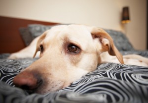 bed sharing Labrador