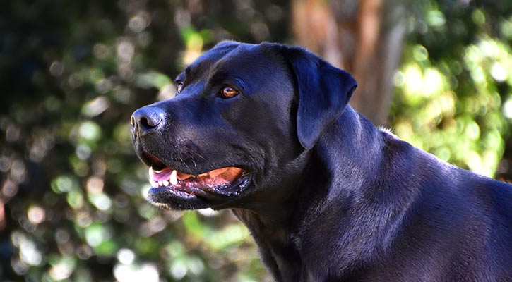 huge labrador retriever