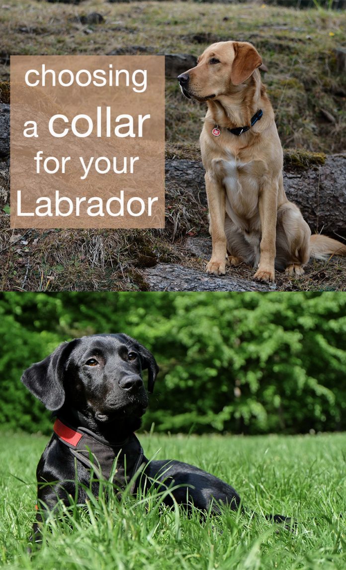 Labrador Collar Tips Sizes, Styles, And Choosing A Collar For Your Lab
