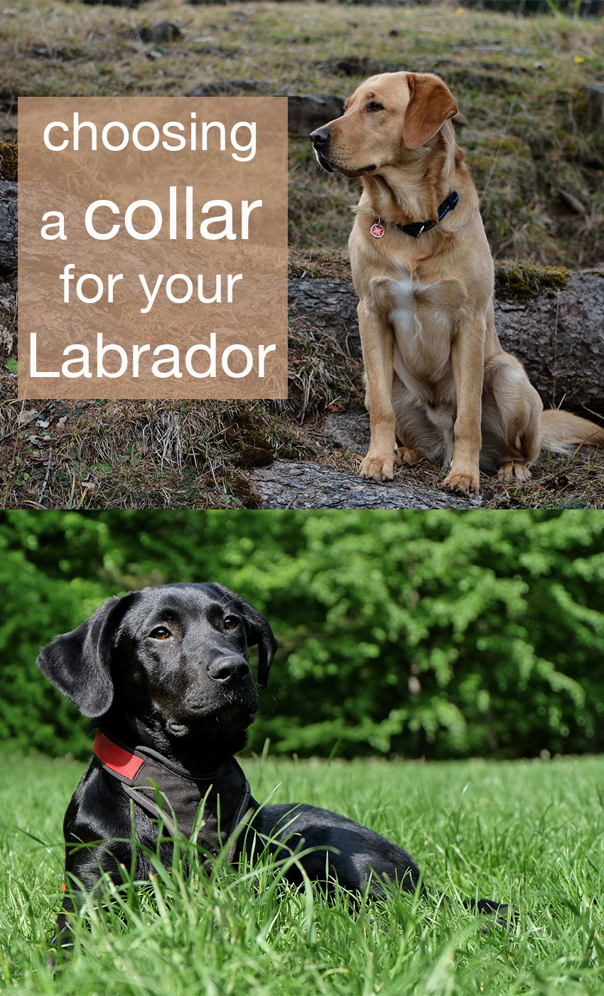 labrador collar sizes and styles