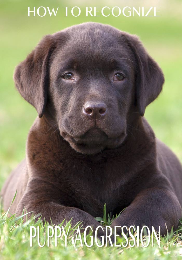 aggressive lab puppy