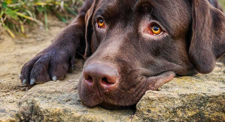 Your Dogs Sense Of Smell - Just How Good Is It - The Labrador Site