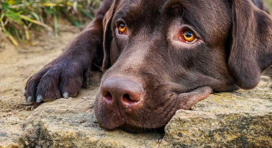 11 Creative Ways to Sweat With Your Dog