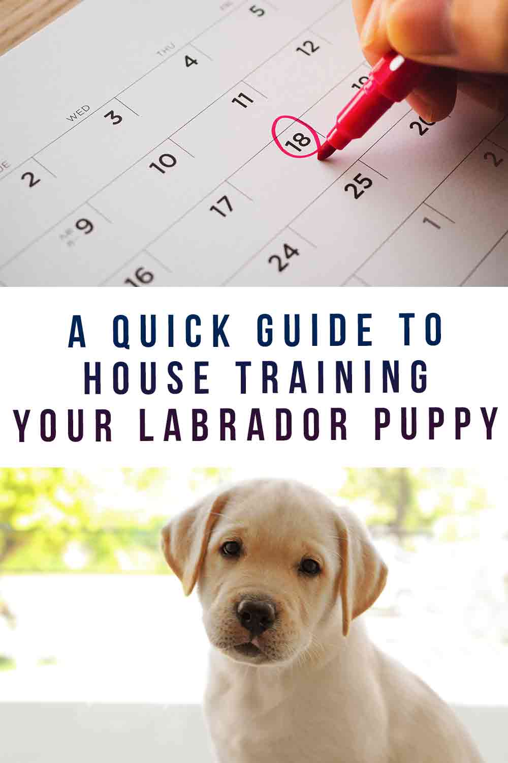 A Quick Guide to House Training Your Labrador Puppy