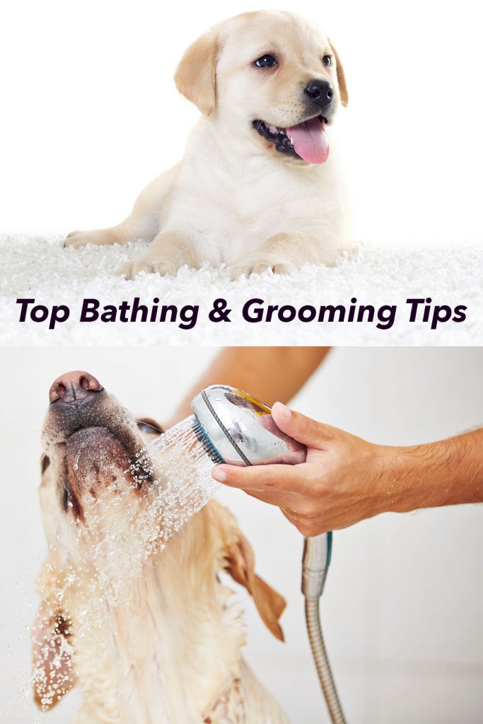 Bathing and Grooming Your Labrador The Labrador Site