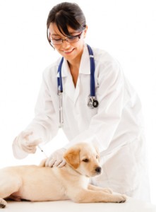 how often should you vaccinate your labrador