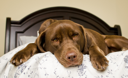 can a labrador sleep outside