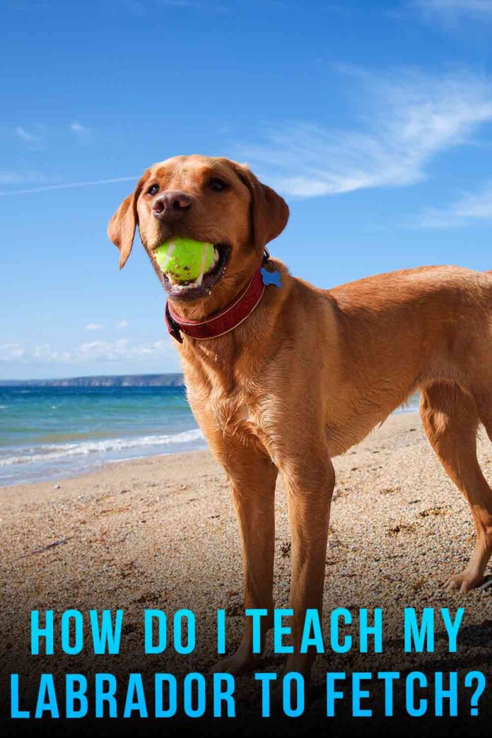 How To Teach A Dog To Fetch