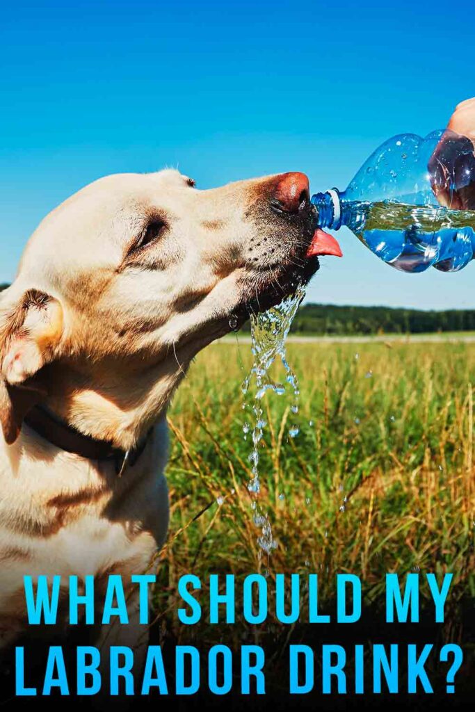 What Should My Labrador Drink? The Labrador Site