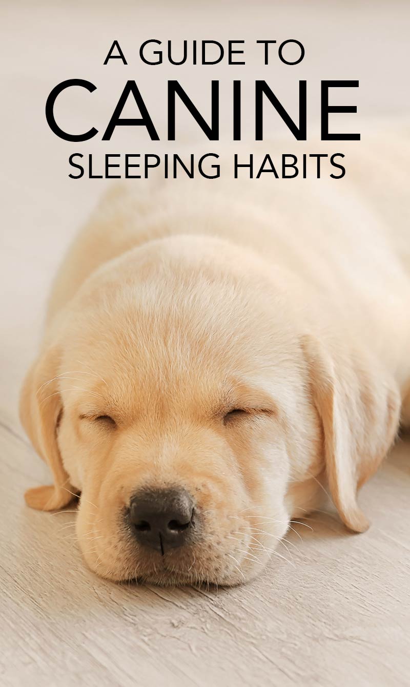 How long to dogs sleep? Find out in this guide to canine sleeping habits