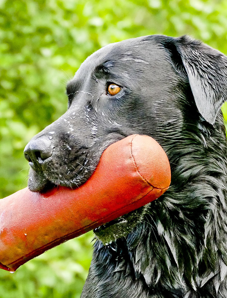 Are dogs color blind? We investigate!