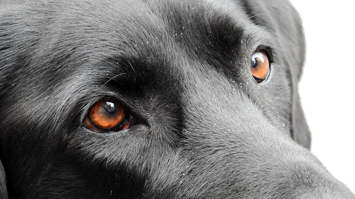 do dogs actually use color vision