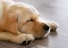 how long do dogs sleep