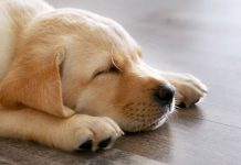 how long do dogs sleep