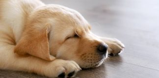 how long do dogs sleep