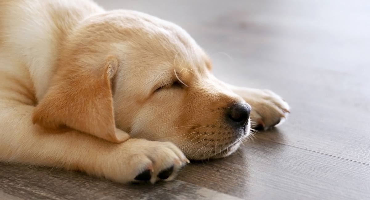 how much should puppies sleep