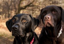 two Labrador friends