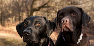 two Labrador friends