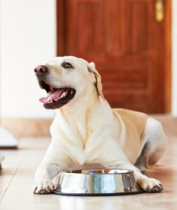 is your labrador overweight?