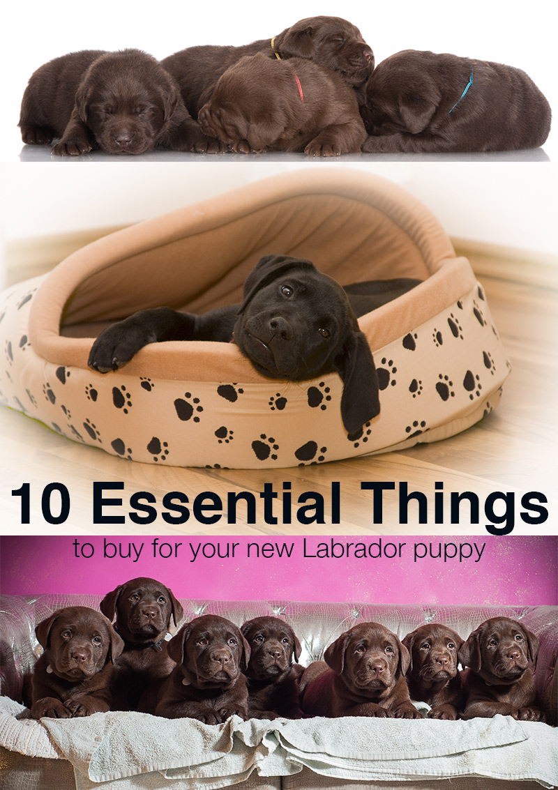 10 Things to Buy for your New Labrador Puppy