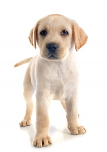 cățeluș labrador retriever