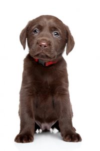 What to expect from your new Labrador puppy