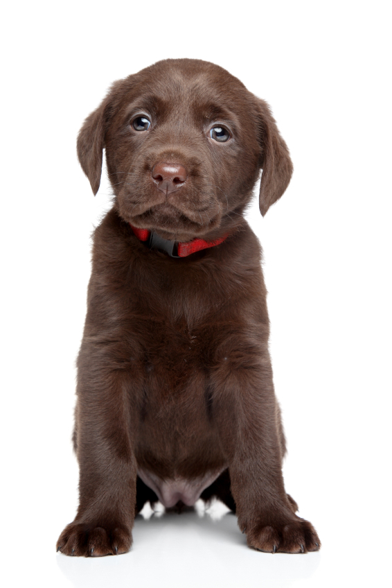 8 week labrador puppy