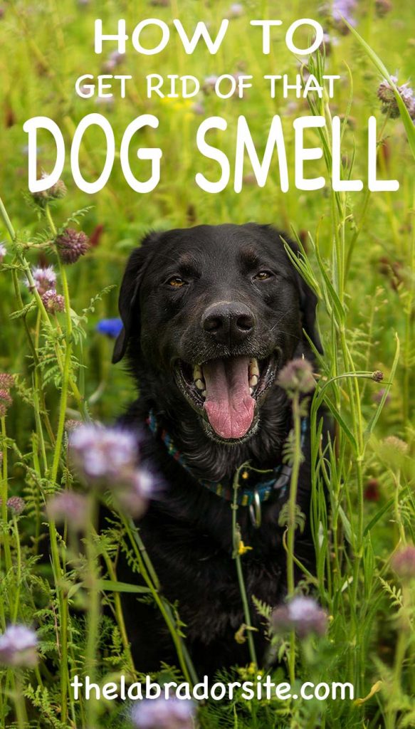 Get Rid Of The Smell Of Dog In My Room Get Rid Of The Smell Of Dog In My Room