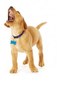 how to stop labrador puppy biting