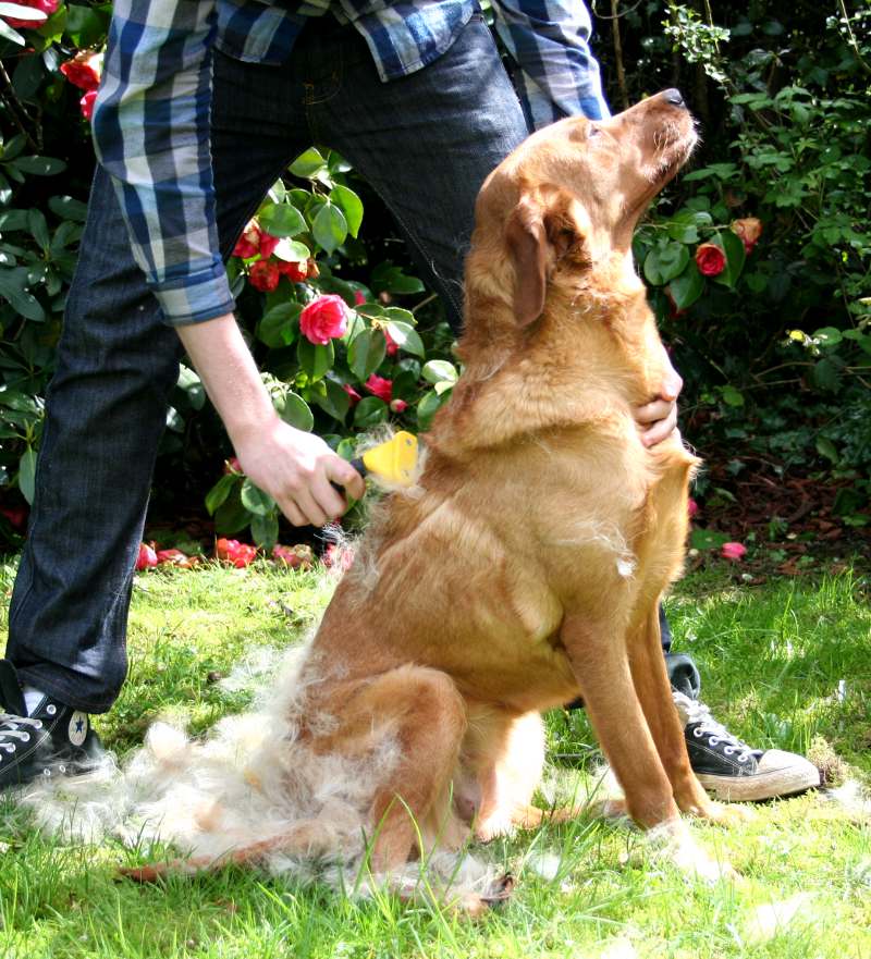 dog shedding bad