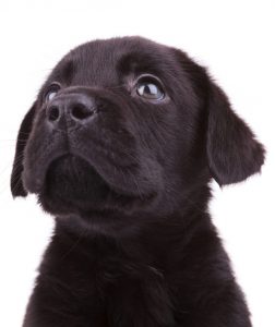 teaching bite inhibition to your puppy