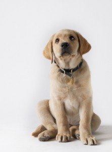 combining a labrador puppy with full time work