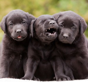 Cute black Labrador Retriever puppies sitting