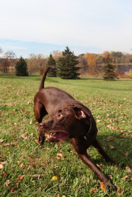 labrador suddenly aggressive